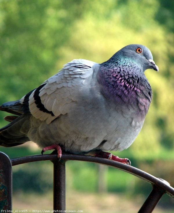 Photo de Pigeon