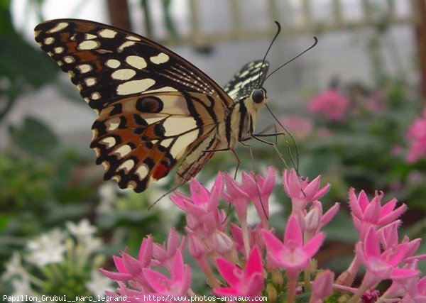 Photo de Papillon