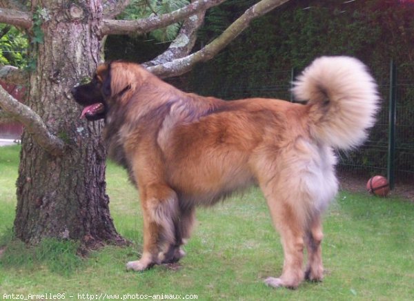 Photo de Leonberg