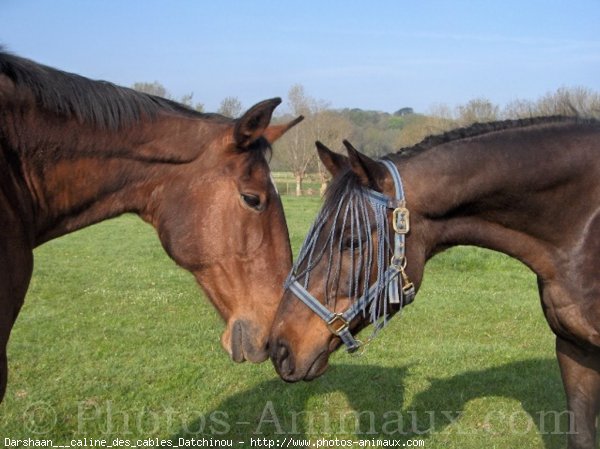 Photo de Races diffrentes