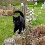 Photo de Chat domestique