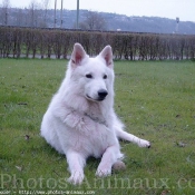 Photo de Berger blanc suisse