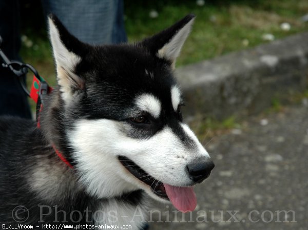 Photo de Malamute de l'alaska