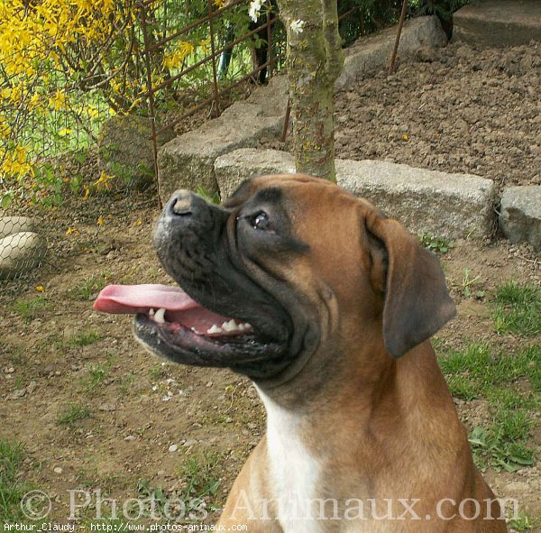 Photo de Boxer