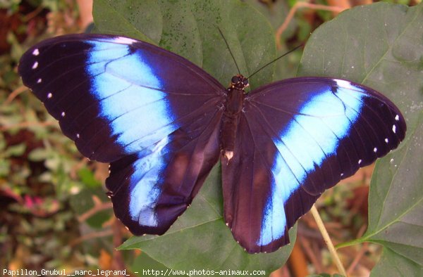 Photo de Papillon