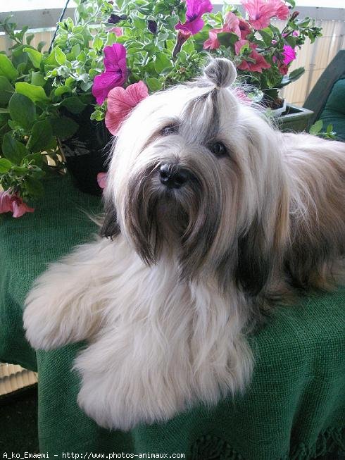 Photo de Lhassa apso