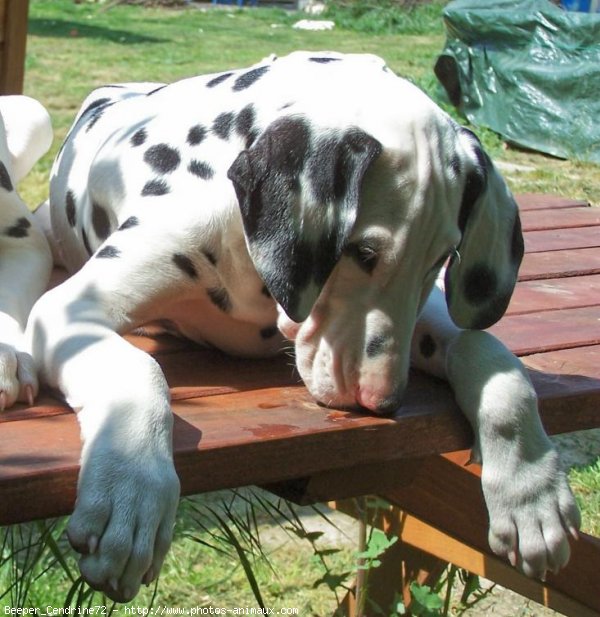 Photo de Dalmatien