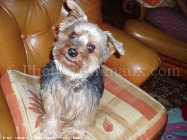 Photo de Yorkshire terrier