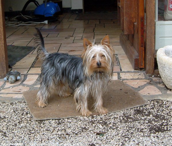 Photo de Yorkshire terrier