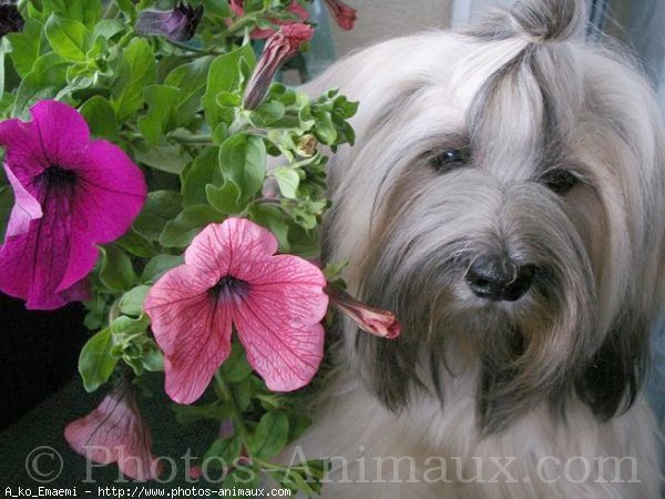 Photo de Lhassa apso