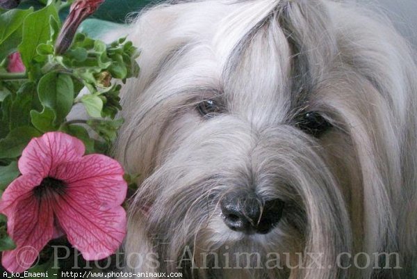 Photo de Lhassa apso