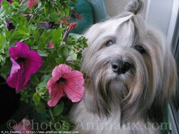 Photo de Lhassa apso