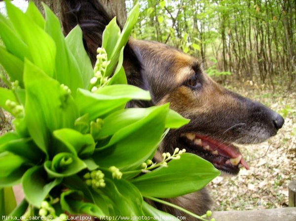 Photo de Berger belge tervueren