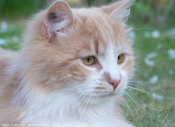 Photo de Chat domestique