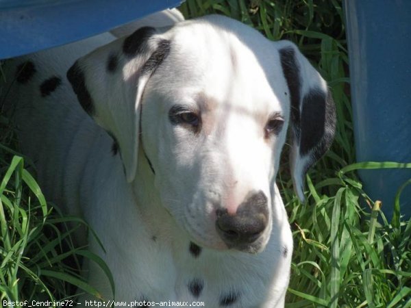 Photo de Dalmatien