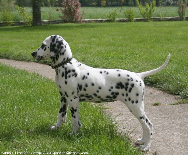 Photo de Dalmatien