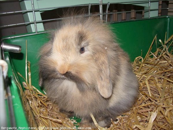 Photo de Lapin