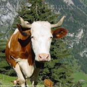 Photo de Vache