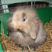 Photo de Lapin