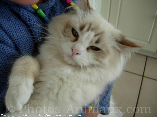 Photo de Ragdoll