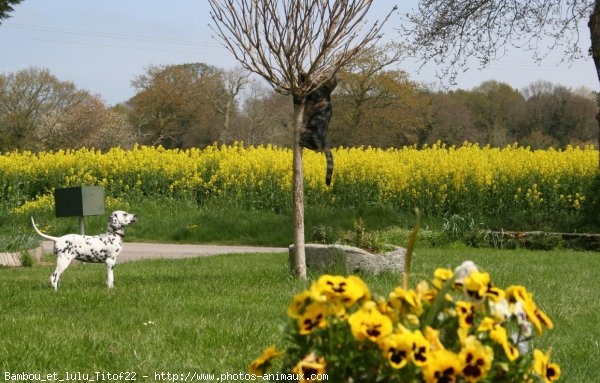 Photo de Dalmatien