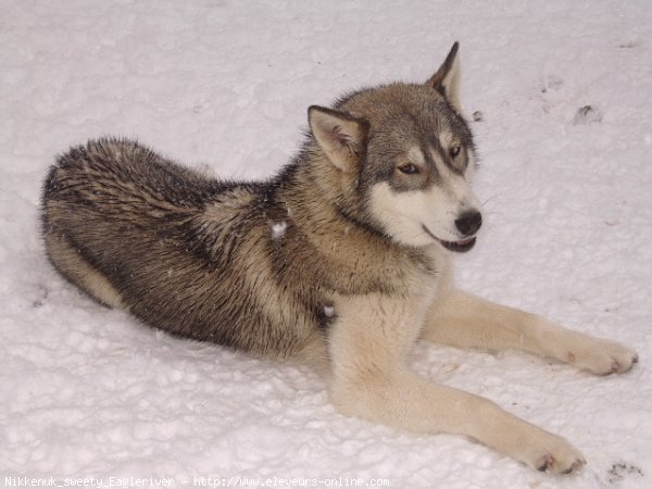 Photo de Husky siberien