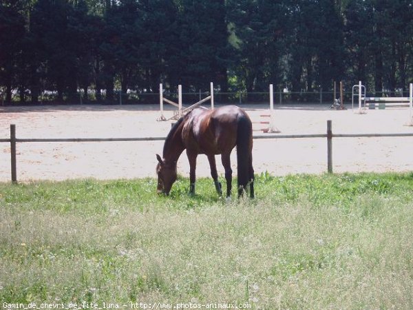 Photo de Trotteur franais