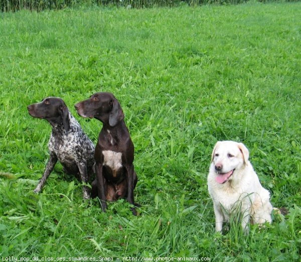 Photo de Labrador retriever