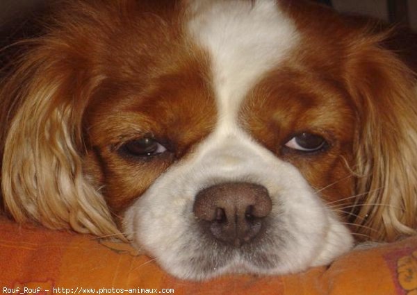 Photo de Cavalier king charles spaniel