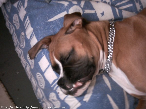 Photo de Boxer