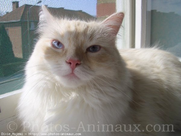 Photo de Ragdoll