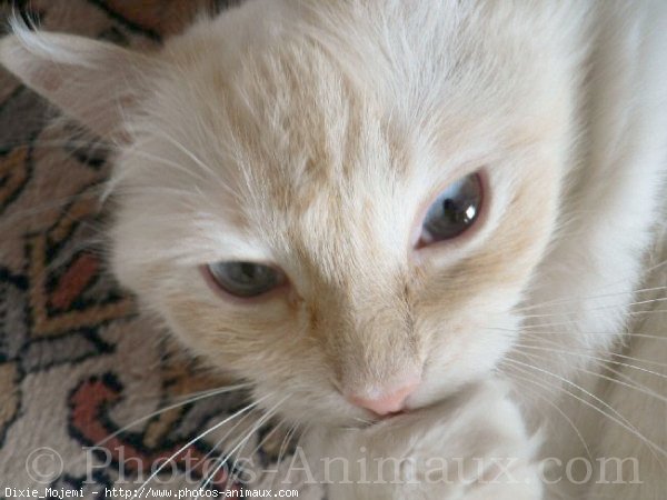 Photo de Ragdoll