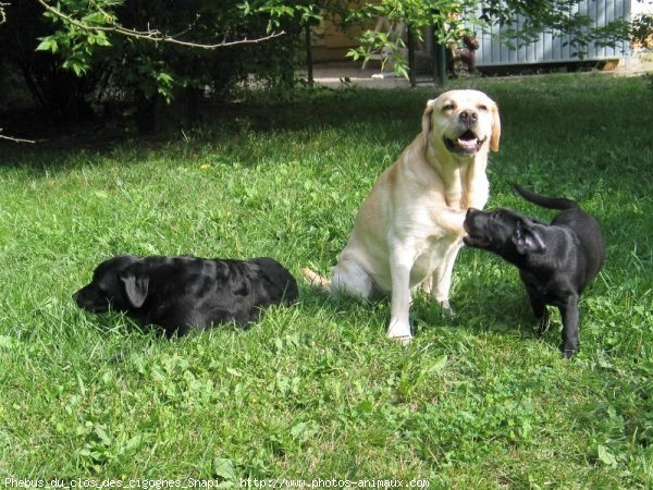 Photo de Labrador retriever