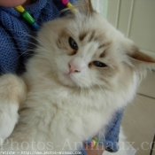 Photo de Ragdoll