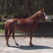 Photo de Poney franais de selle