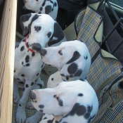 Photo de Dalmatien