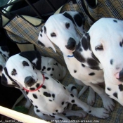 Photo de Dalmatien