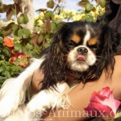 Photo de Cavalier king charles spaniel