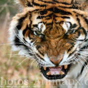 Photo de Tigre