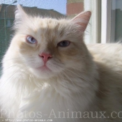 Photo de Ragdoll