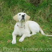 Photo de Golden retriever