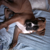 Photo de Boxer