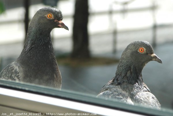 Photo de Pigeon