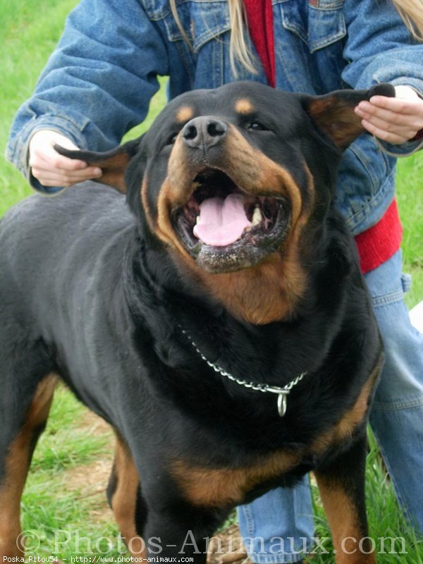 Photo de Rottweiler