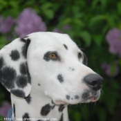 Photo de Dalmatien