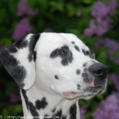 Photo de Dalmatien