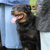 Photo de Rottweiler