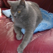 Photo de Chartreux