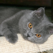 Photo de British shorthair