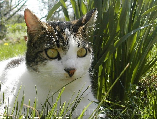 Photo de Chat domestique